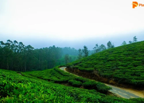 20 Best Things to Do in Wayanad: Must-Do Activities & Experiences