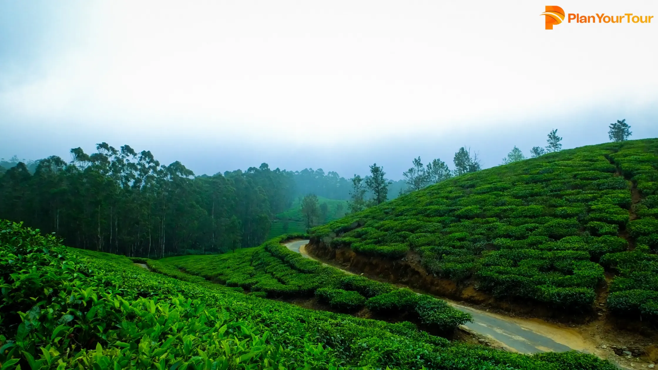 Lush green tea plantations stretch across rolling hills in Munnar, Kerala, under a clear blue sky.