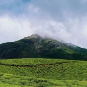 Expansive tea plantation in Munnar, Kerala, showcasing orderly rows of tea plants against a backdrop of hills and clouds.