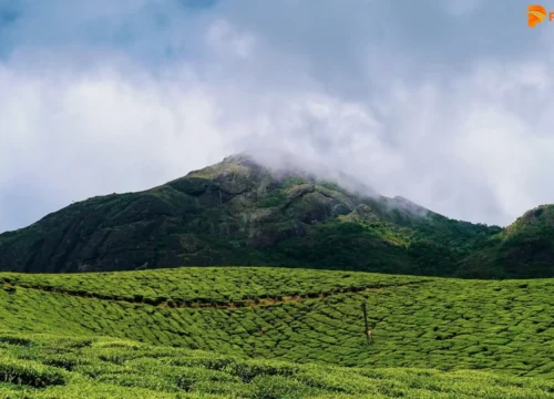 Top Station Munnar: View Point, Highway, Distance, Timings & Weather
