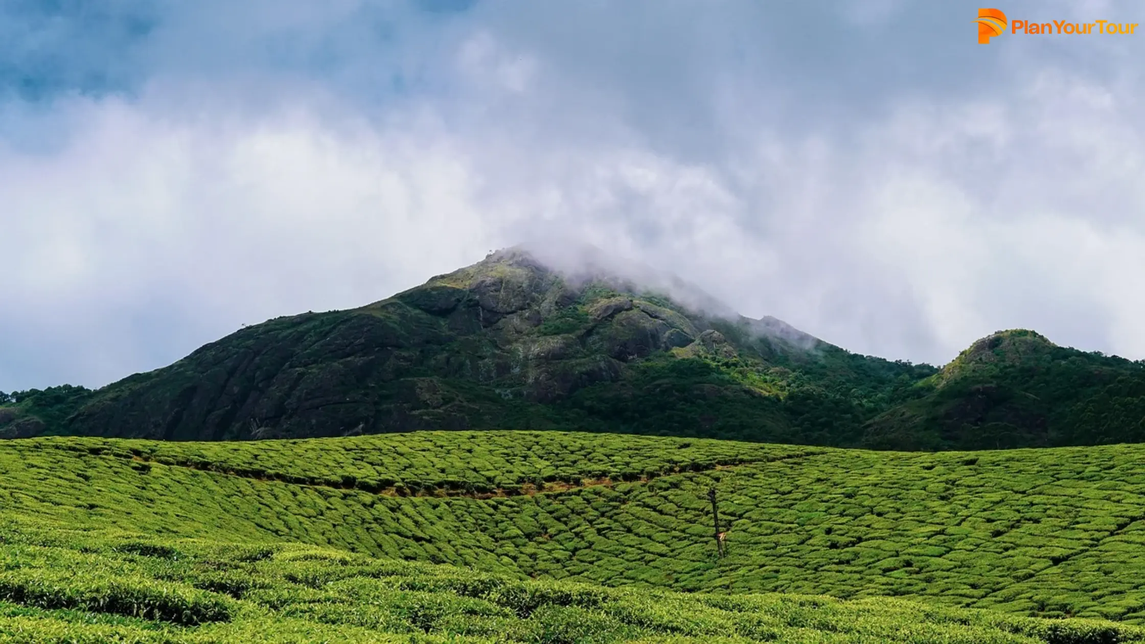 Expansive tea plantation in Munnar, Kerala, showcasing orderly rows of tea plants against a backdrop of hills and clouds.