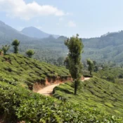 Expansive tea plantations in Munnar, Kerala, characterized by terraced fields and a backdrop of misty mountains.