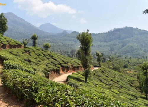 Best Trekking Places in Wayanad: Top Trekking Spots & Adventure Trails​ 