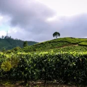 Lush green tea plantation in Munnar, Sri Lanka, with rolling hills and neatly arranged tea bushes under a clear blue sky.