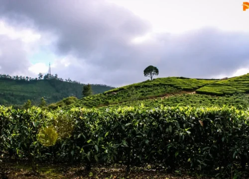 Trekking in Munnar: Best Munnar Trekking Places & Adventure Spots