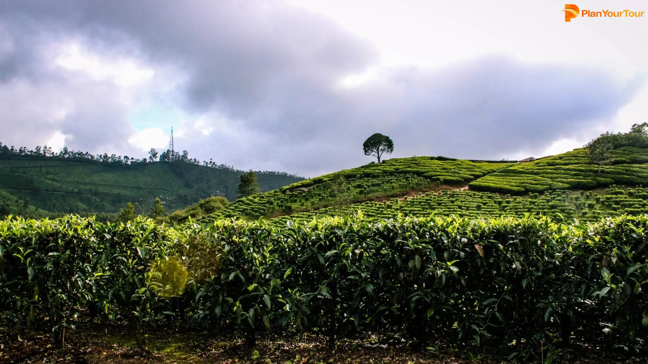 Lush green tea plantation in Munnar, Sri Lanka, with rolling hills and neatly arranged tea bushes under a clear blue sky.